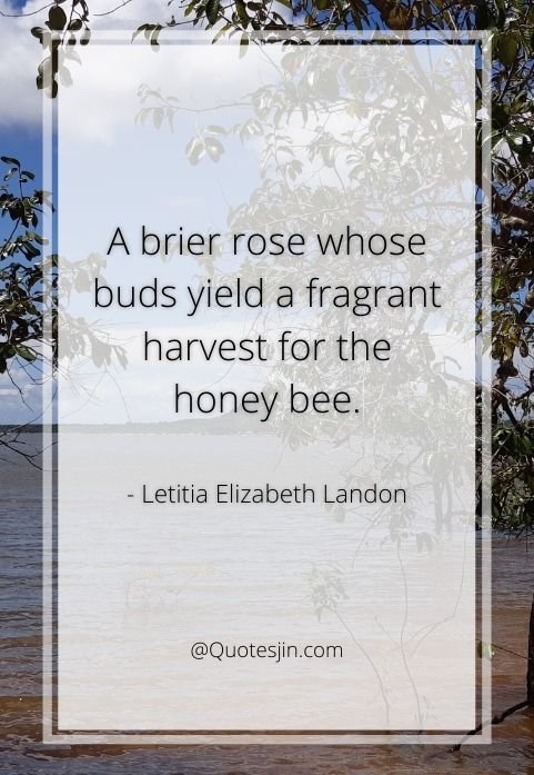 nature quotes