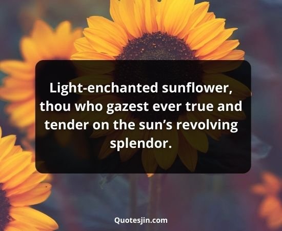 Sunflower Quotes