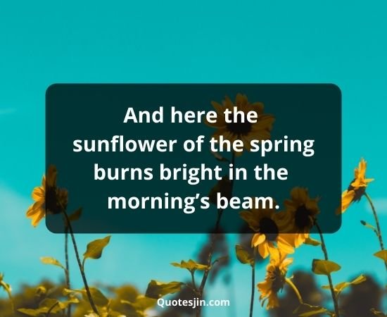 Sunflower Quotes