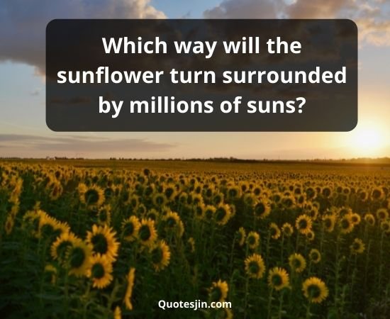 Sunflower Quotes