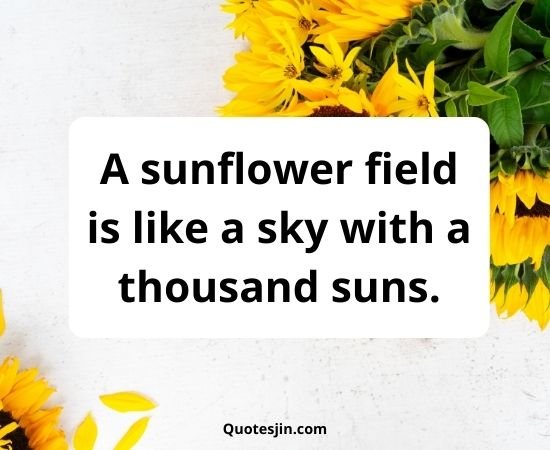 Sunflower Quotes