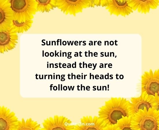 Sunflower Quotes